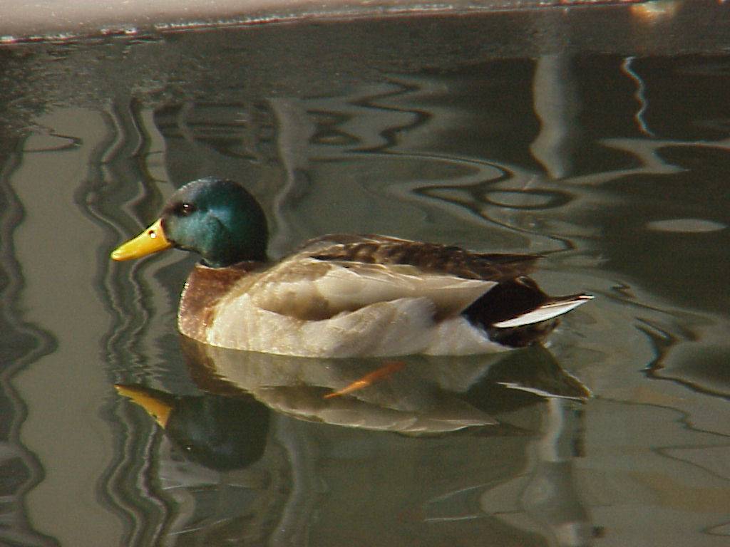 Ente 2