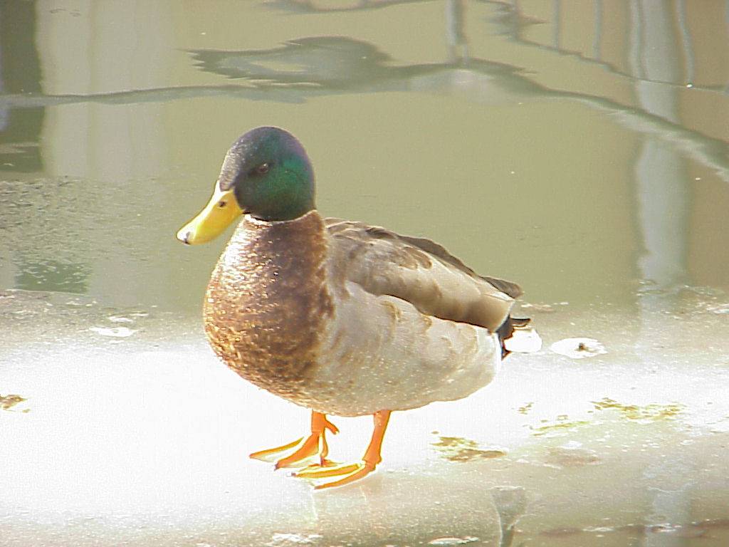 Ente 4