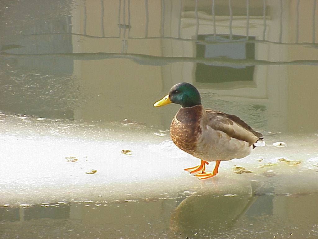 Ente 5