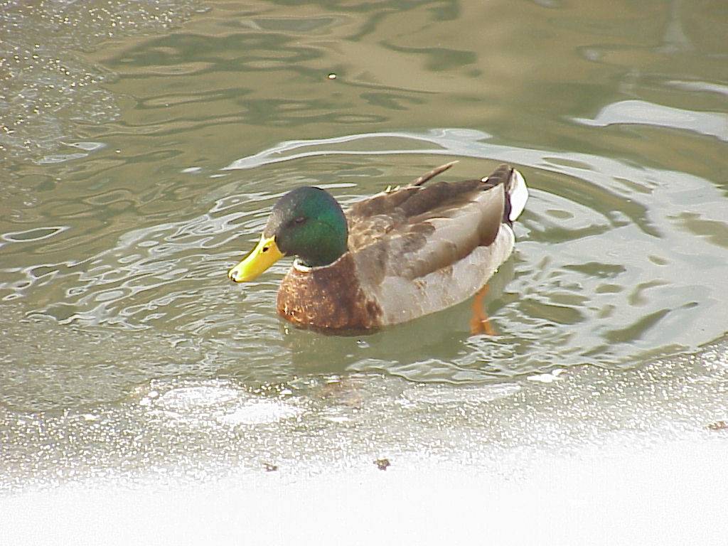 Ente 6