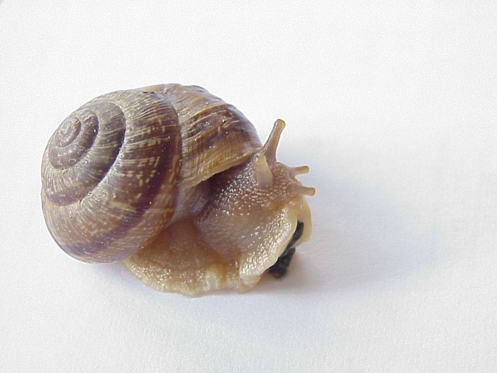 schnecke02