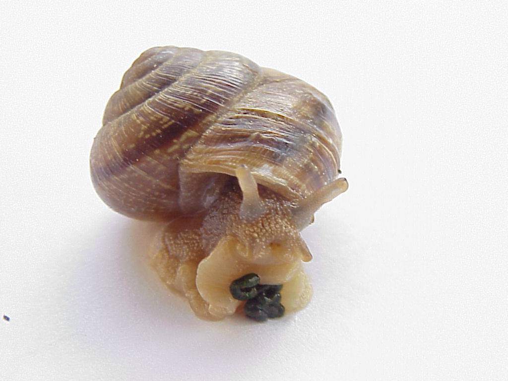 schnecke03