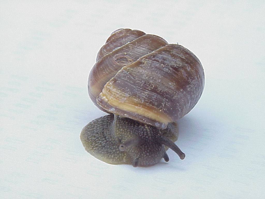 schnecke06