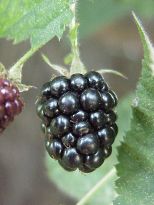 brombeere01 brombeere01