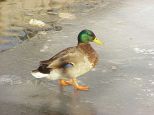 Ente 1 Ente 1