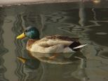 Ente 2 Ente 2