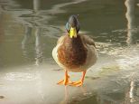 Ente 3