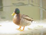 Ente 4