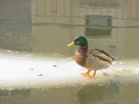 Ente 5