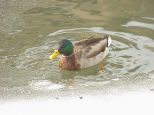 Ente 6