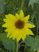 blumen01 blumen01