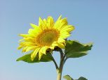blumen02 blumen02