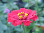 blumen07 blumen07