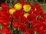 blumen09 blumen09