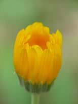 blumen10 blumen10