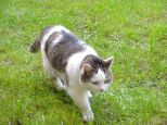 katze01 katze01