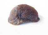 schnecke04 schnecke04