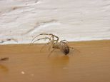 spinne02 spinne02