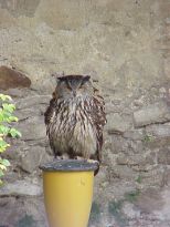 vogel01 vogel01