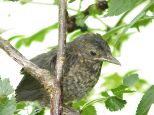 vogel05 vogel05